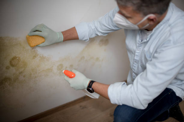 Best Mold Damage Restoration  in Lake Andes, SD